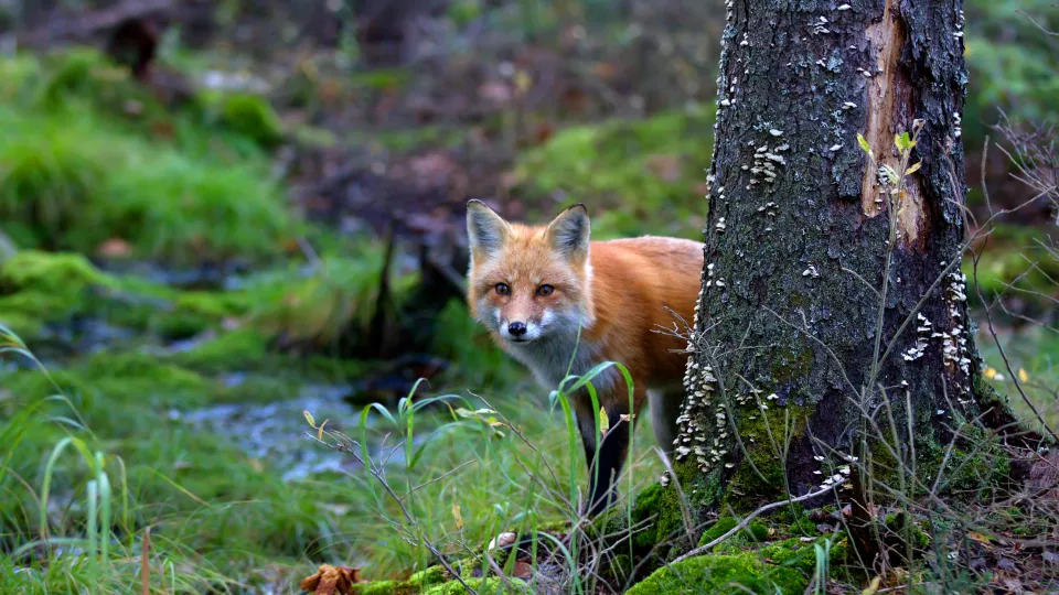 A red fox behind a tree in the woods, one of many animals advocated for via this short code campaign